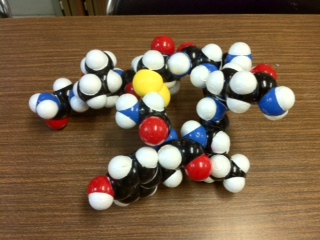 オキシトシン分子模型