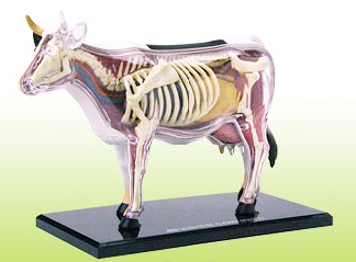4D Vision 動物解剖モデル