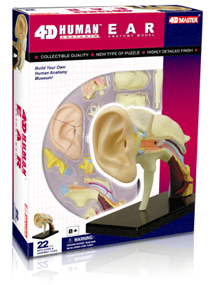 耳解剖モデル