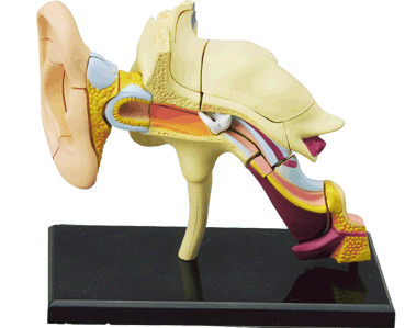 耳解剖モデル EAR（人体解剖模型・立体パズル 4D VISION HUMAN Anatomy）