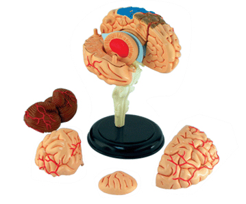 脳解剖モデル BRAIN（人体解剖模型・立体パズル 4D VISION HUMAN Anatomy）