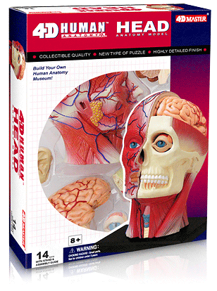 頭部解剖モデル
