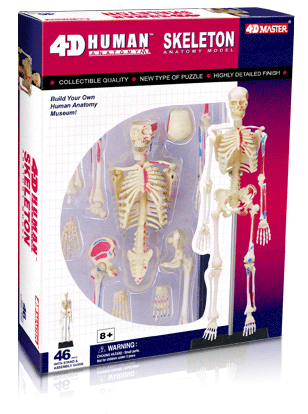 全身骨格解剖モデル