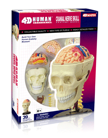 頭解剖モデル